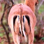 impala bum